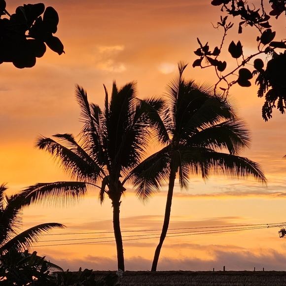 Meet your Posher, Amber - Picture 1 of 1